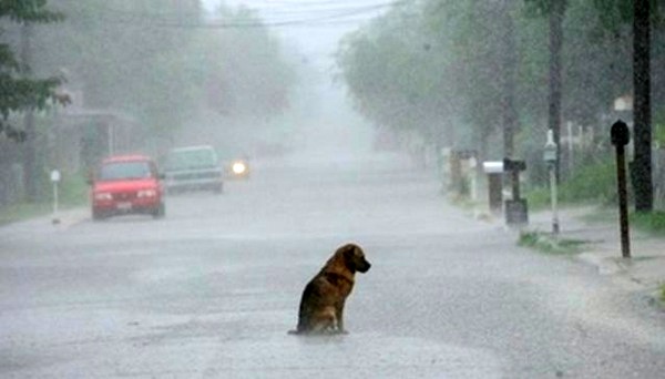 Quiero ver una foto de... Perro1