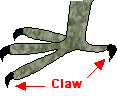 English /Italian Picture Dictionary - Page 2 Claw