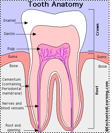 anatomy of a tooth VIDEO Toothlabeled