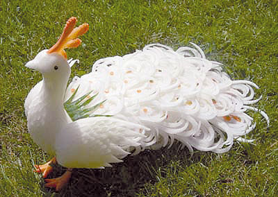 Ảnh Nghệ Thuật Pavo