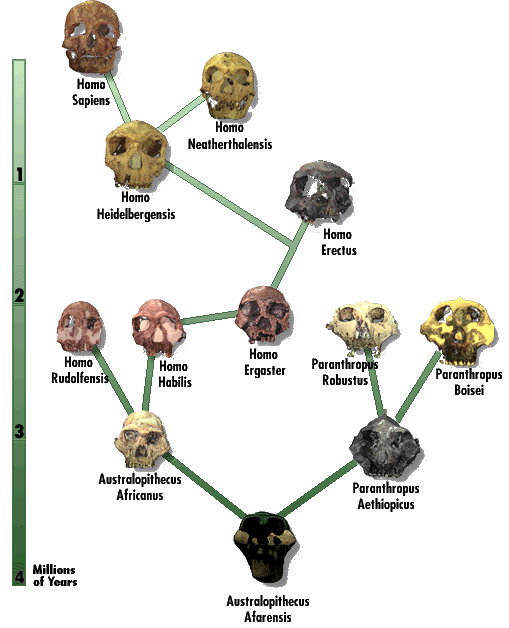 WHY PEOPLE REJECT CONSPIRACY THEORIES - Page 2 Human-evolution-chart-origin