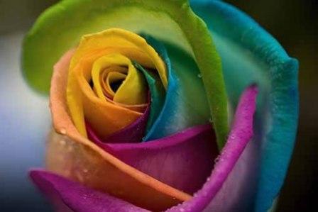 Fotos que marcaron..... Flor-multicolor