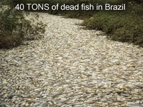 PLUIES D'OISEAUX/POISSONS - Page 3 40-tons-fish-brazil