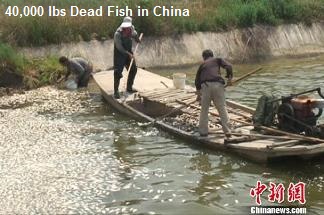 PLUIES D'OISEAUX/POISSONS - Page 2 40000deadfish-china