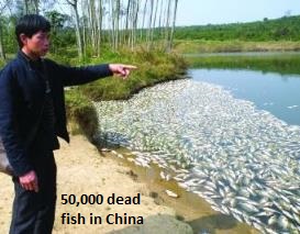 PLUIES D'OISEAUX/POISSONS - Page 3 50000-fish-china