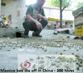 PLUIES D'OISEAUX/POISSONS - Page 2 Bee-deaths-china