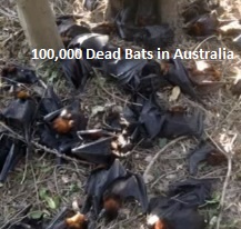 PLUIES D'OISEAUX/POISSONS - Page 3 Dead-bats-australia