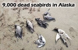 MASS ANIMAL DEATHS FOR 2019 Dead-bird-alaska