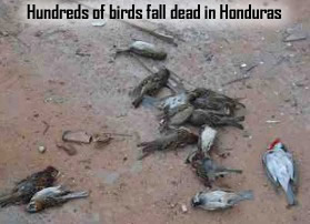 PLUIES D'OISEAUX/POISSONS - Page 4 Dead-birds-honduras