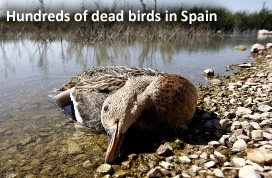 PLUIES D'OISEAUX/POISSONS - Page 3 Dead-birds-spain