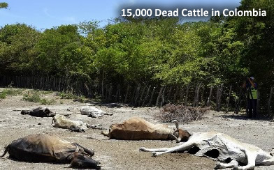 PLUIES D'OISEAUX/POISSONS - Page 3 Dead-cattle-colombia