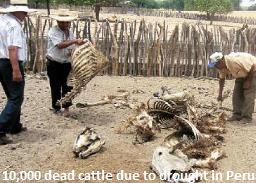 PLUIES D'OISEAUX/POISSONS - Page 3 Dead-cattle-peru