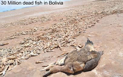 PLUIES D'OISEAUX/POISSONS - Page 3 Dead-fish-bolivia