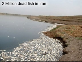 PLUIES D'OISEAUX/POISSONS - Page 3 Dead-fish-iran