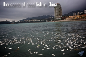 PLUIES D'OISEAUX/POISSONS - Page 3 Dead-fish-lantau