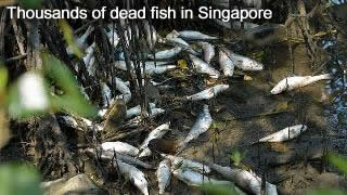 PLUIES D'OISEAUX/POISSONS - Page 3 Dead-fish-singapore