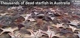 PLUIES D'OISEAUX/POISSONS - Page 4 Dead-starfish-australia