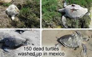 PLUIES D'OISEAUX/POISSONS - Page 3 Dead-turtles-mexico