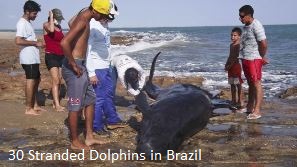 PLUIES D'OISEAUX/POISSONS - Page 2 Dolphins-dead-brazil