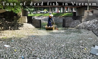 PLUIES D'OISEAUX/POISSONS - Page 3 Fish-deaths-vietnam