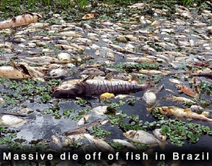 PLUIES D'OISEAUX/POISSONS - Page 3 Fish-die-off-brazil