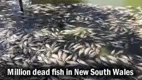 MASS ANIMAL DEATHS FOR 2019 Fish-kill-nsw2