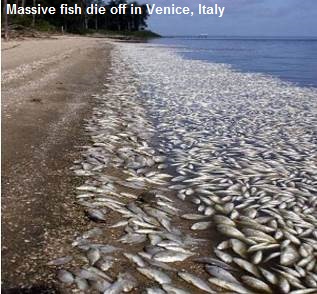 PLUIES D'OISEAUX/POISSONS - Page 2 Mass-fish-kill-venice