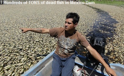 PLUIES D'OISEAUX/POISSONS - Page 2 Mexico-dead-fish