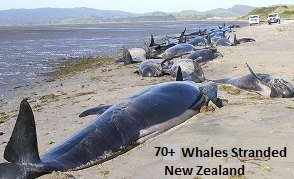 PLUIES D'OISEAUX/POISSONS - Page 3 Stranded-whales-newzealand