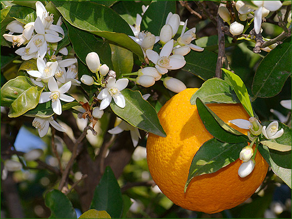 L’orange, le fruit santé AS073_oranger-1