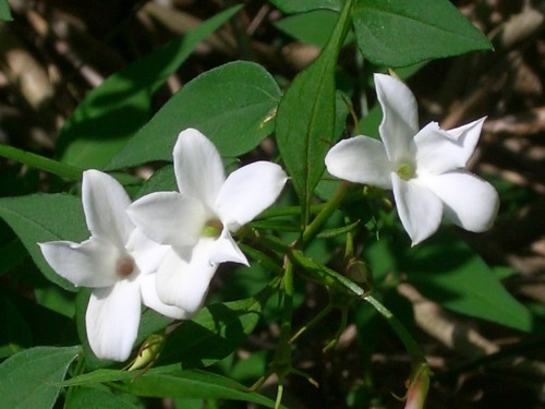 ورود بيضاء روعه Common-white-jasmine-1