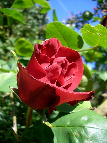 ورود Red-rose-1