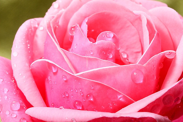 ღ Trndafila n foto ♥ - Faqe 22 Rose-3