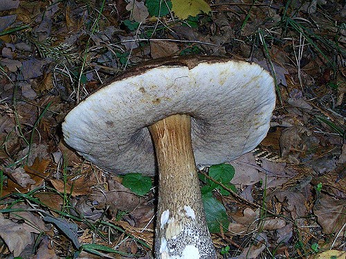 نبتات غريبة جدا {صور}, سبحان الله Brown-birch-bolete-3