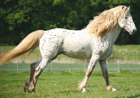 Banque de 'vieilles' photos [500 &+] Stallion