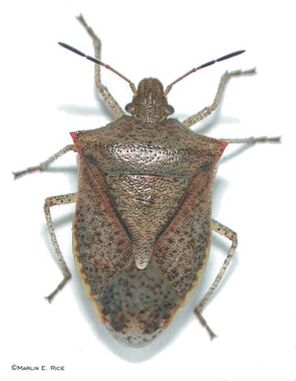 Any bugs, Report it here Brown_stink_bug_adult