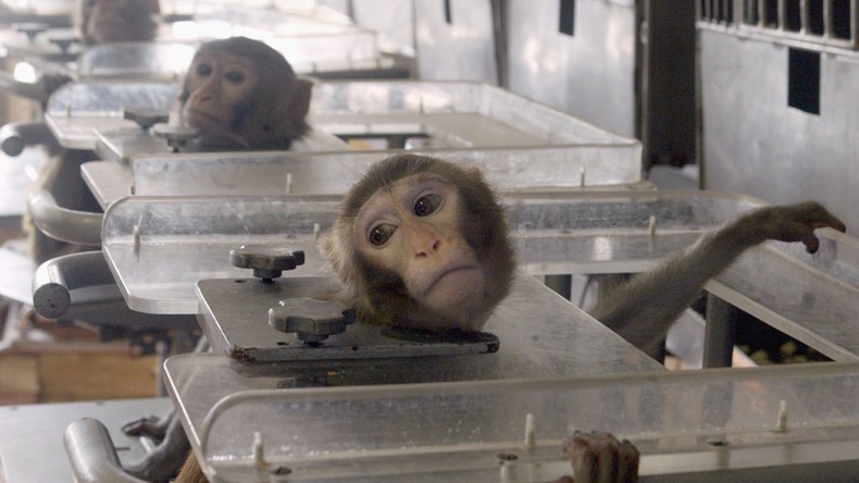 La novlangue. Envoûtement et sacrifice humain dans la religion néolibérale Singe-test-VW