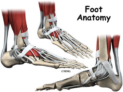 Chinese Foot Binding Foot_anatomy_intro01