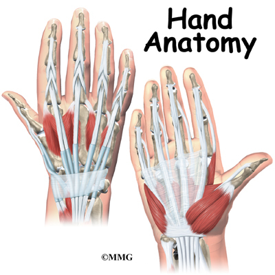 Hand Hand_anatomy_intro01