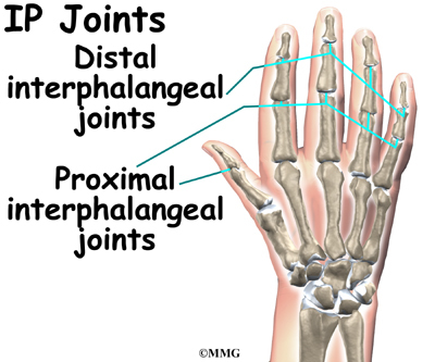 Hand Hand_anatomy_ip01