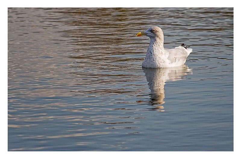 Goeland aux Tuileries 115309321