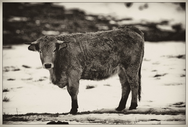 Vaches de l'Aubrac 121356104