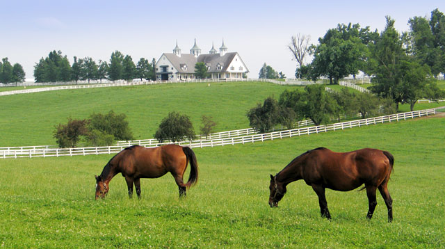 La Granja Horse_Farm2