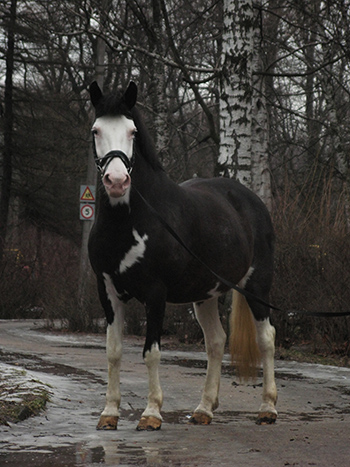 Dark. Quarter Horse ( é )  74cd20ee