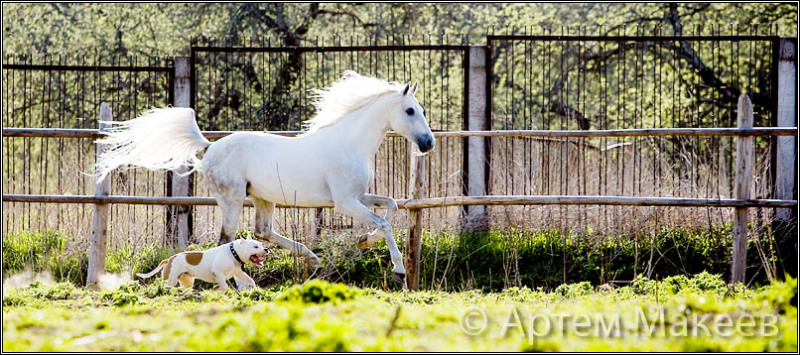 Death_on_horse parduodami zirgai 8af52146