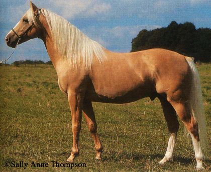 indigo Palomino