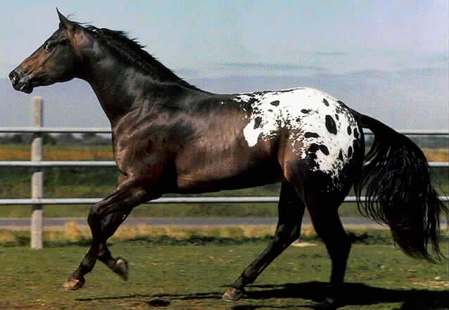 Robe de chevaux^^ Appaloosa