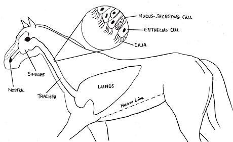 anatomy of horse بالصور Respcond02_respsys