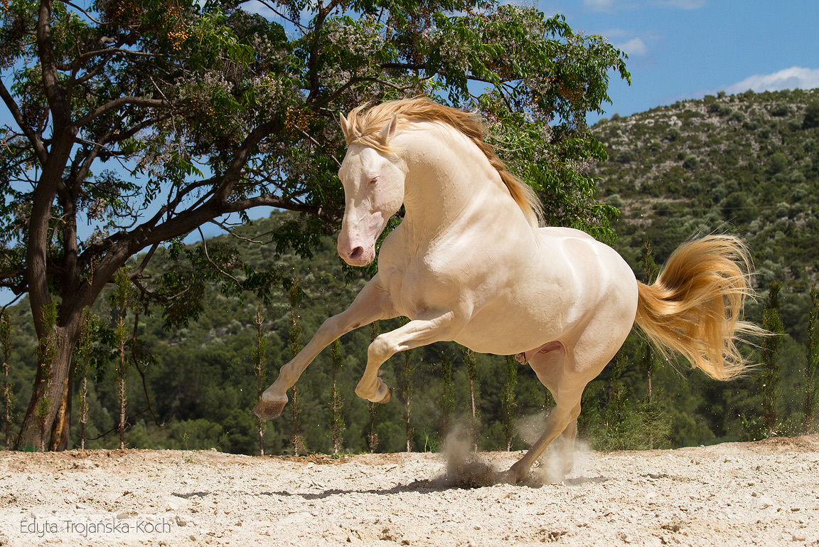 LYOART ~ Open ✓ - Page 3 Andaluz-ogier-perlino-galop-piasek-hiszpania