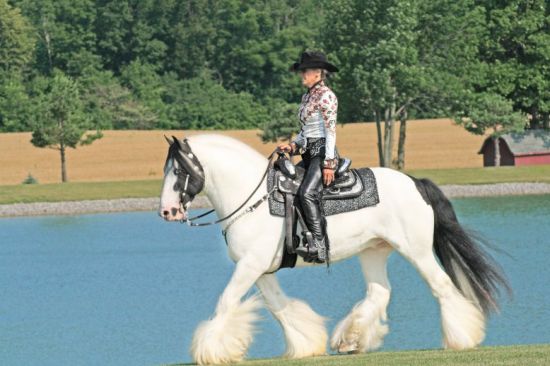 Gypsy Vanner Horse Breeding/Show Stable, Pick and Play 35106_1